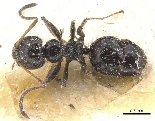 Lepisiota monardi - CASENT0912398