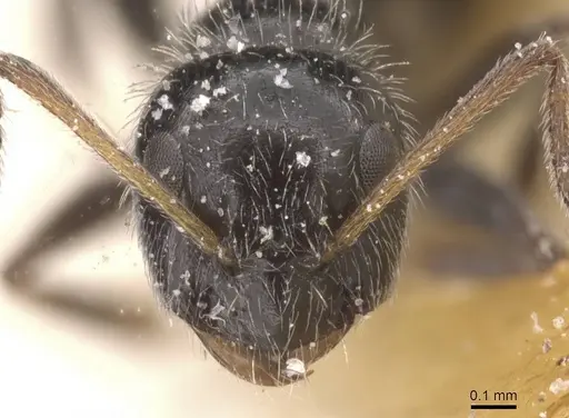 Lepisiota monardi - CASENT0912398