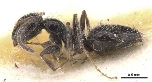 Lepisiota monardi - CASENT0912398