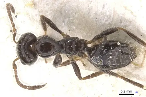 Lepisiota ngangela specimen