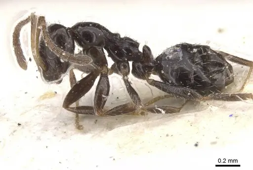 Lepisiota ngangela specimen