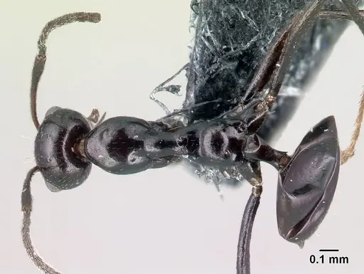 Lepisiota nigra specimen