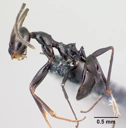 Lepisiota nigra specimen