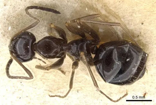 Lepisiota nigra - CASENT0905148