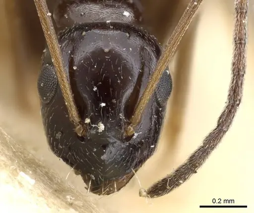 Lepisiota nigra - CASENT0905148