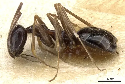 Lepisiota nigra - CASENT0905148