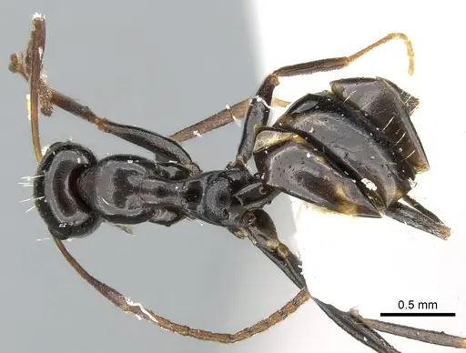 Lepisiota nigra - CASENT0906265