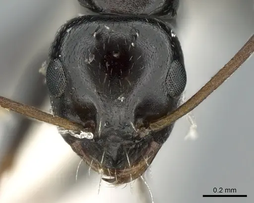 Lepisiota nigra - CASENT0906265