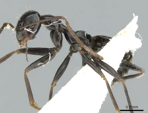 Lepisiota nigra - CASENT0906265