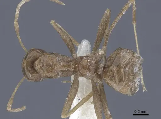 Lepisiota nigra - CASENT0916784