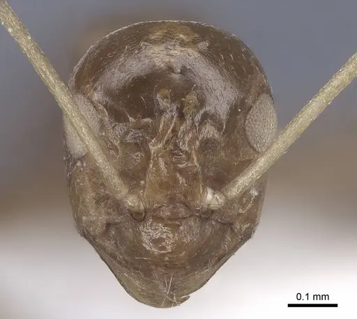 Lepisiota nigra - CASENT0916784