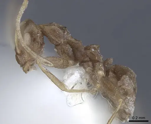 Lepisiota nigra - CASENT0916784