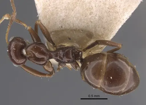 Lepisiota nigra - CASENT0917322