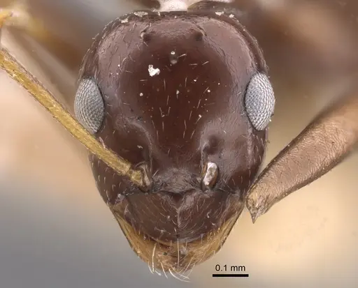 Lepisiota nigra - CASENT0917322