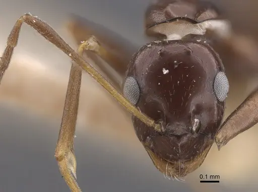 Lepisiota nigra - CASENT0917322