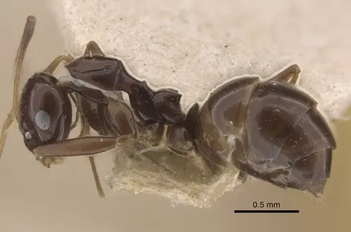 Lepisiota nigra - CASENT0917322