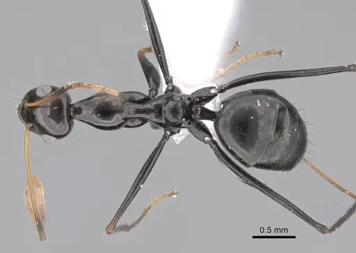 Lepisiota nigra - CASENT0922843