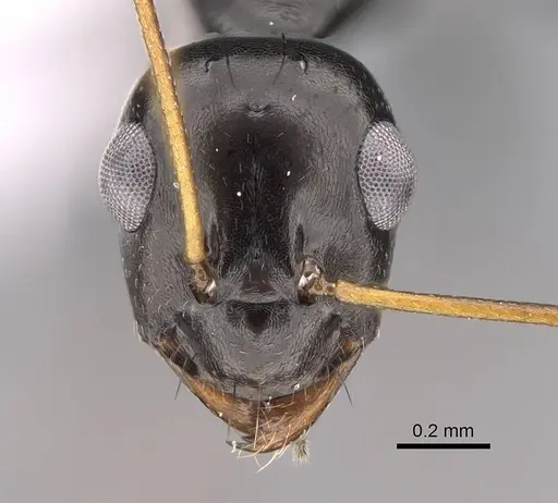 Lepisiota nigra - CASENT0922843