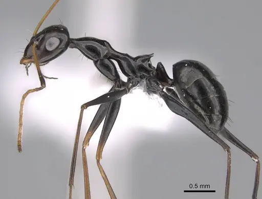 Lepisiota nigra - CASENT0922843