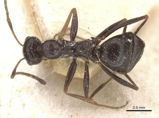 Lepisiota nigrescens specimen