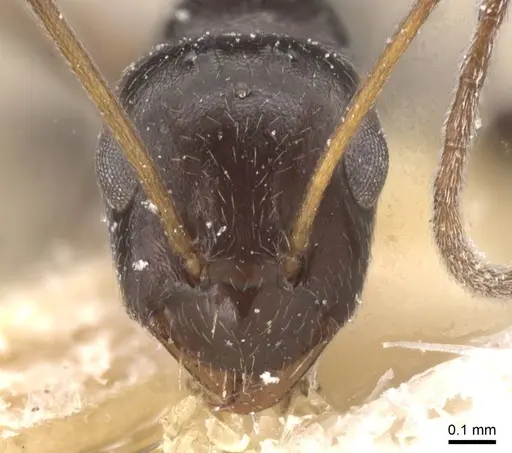 Lepisiota nigrescens specimen