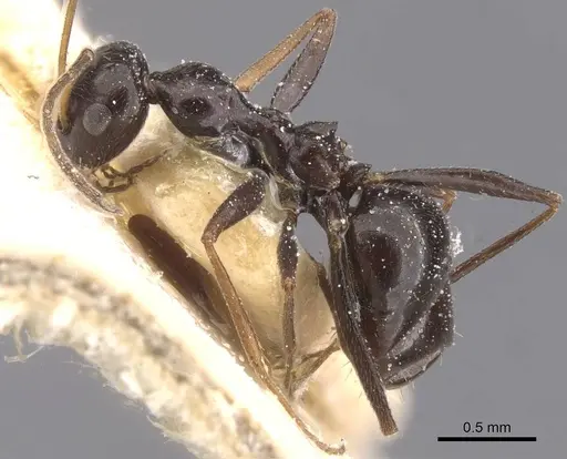 Lepisiota nigrescens specimen