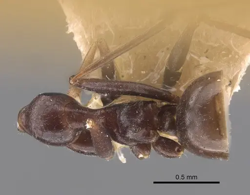 Lepisiota nigrescens - CASENT0917321