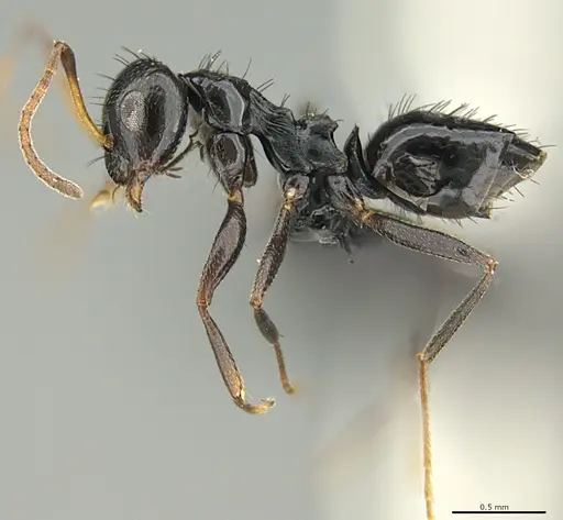 Lepisiota nigrisetosa specimen