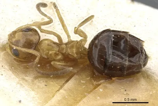 Lepisiota nigriventris specimen