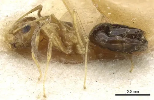 Lepisiota nigriventris specimen