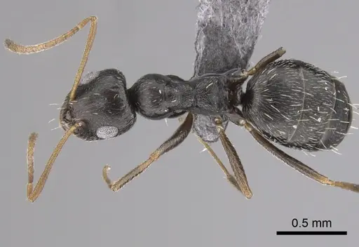 Lepisiota obtusa specimen