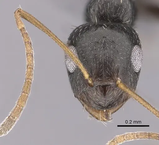 Lepisiota obtusa specimen