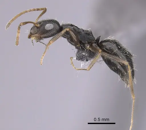 Lepisiota obtusa specimen