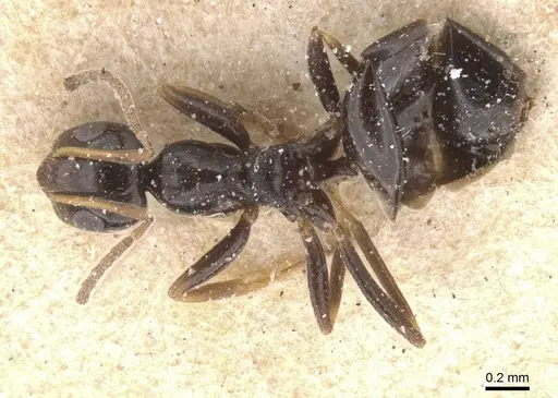 Lepisiota oculata specimen