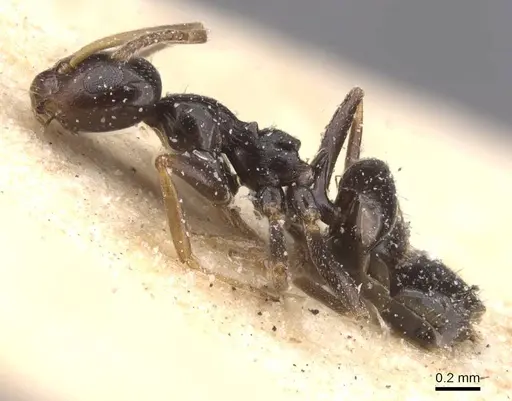 Lepisiota oculata specimen