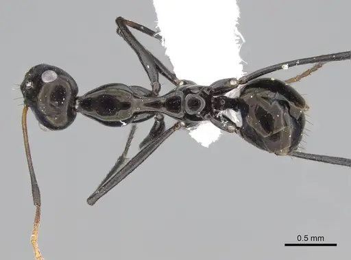 Lepisiota omanensis specimen