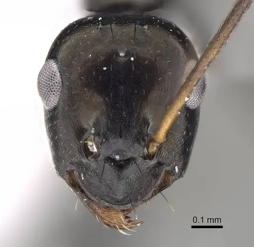 Lepisiota omanensis specimen