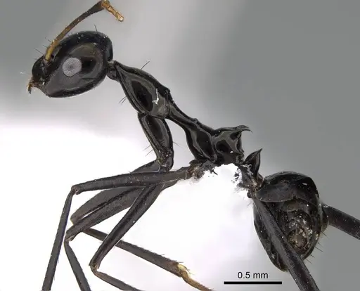 Lepisiota omanensis specimen