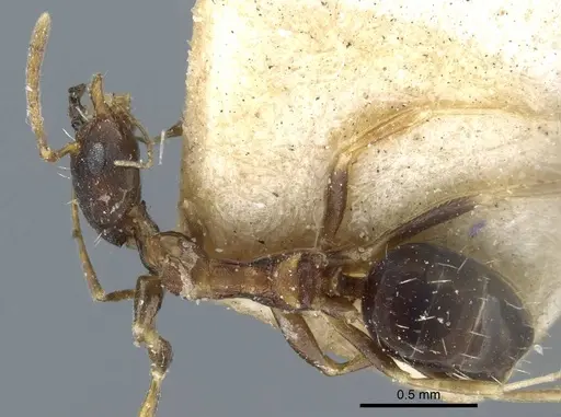 Lepisiota opaca specimen