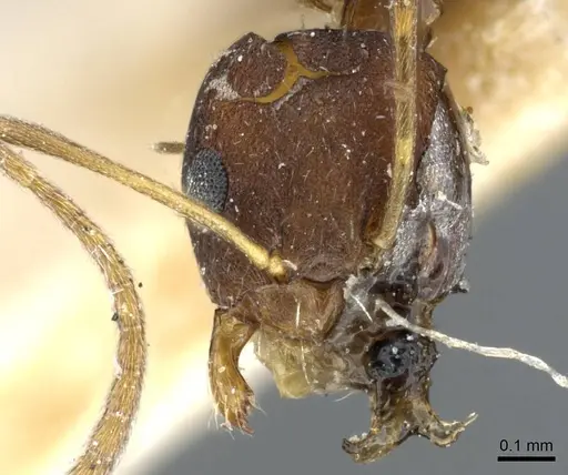 Lepisiota opaca specimen