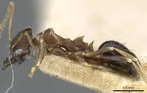 Lepisiota opaca specimen