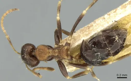 Lepisiota opaca - CASENT0906255