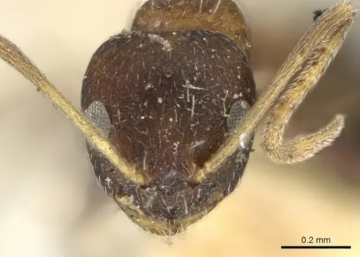 Lepisiota opaca - CASENT0906255