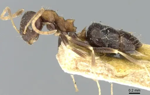 Lepisiota opaca - CASENT0906255