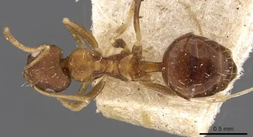 Lepisiota opaca - CASENT0909893