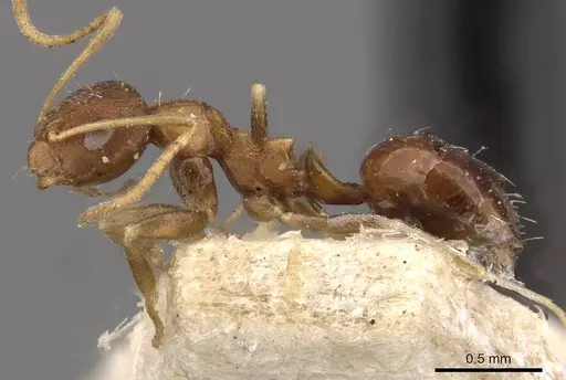 Lepisiota opaca - CASENT0909893