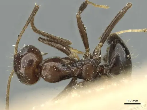 Lepisiota palpalis specimen