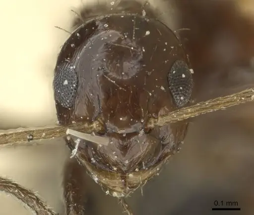 Lepisiota palpalis specimen