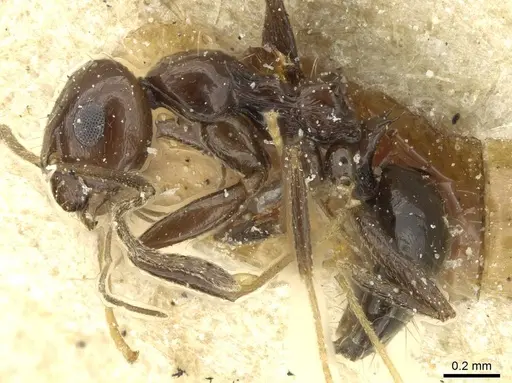 Lepisiota palpalis specimen