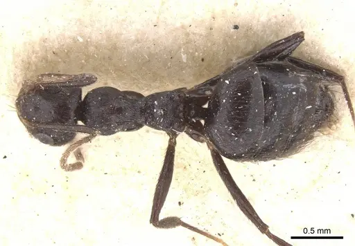 Lepisiota piliscapa specimen